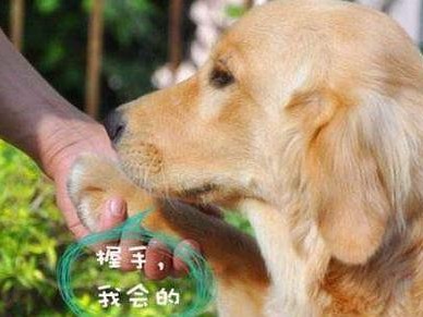 如何完善金毛犬的心理健康？（宠物养护的重要性及金毛犬的心理需求）