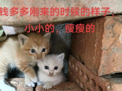 猫咪消瘦的原因及对策（探究猫咪为何变得消瘦，提供有效的改善方法）