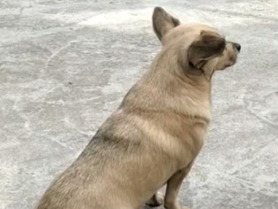 狗返祖（揭开狗返祖现象背后的奥秘）