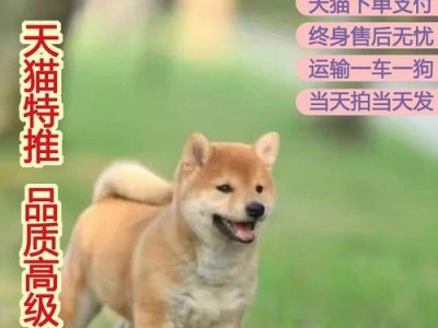 柴犬价格及购买注意事项（5000元能买到的黑柴犬贵吗？该注意什么？）