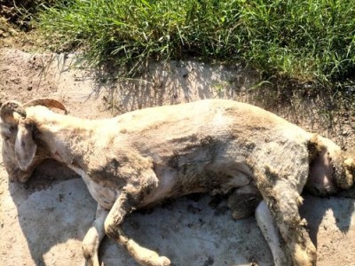 犬七联苗（预防狂犬病、细小病毒等疾病，为犬宝贝健康护航）
