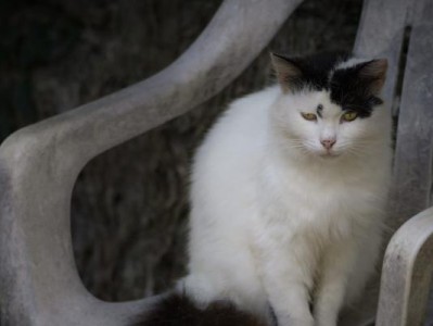 土耳其梵猫的饲养方法（了解这个聪明的品种，让你的梵猫更健康）