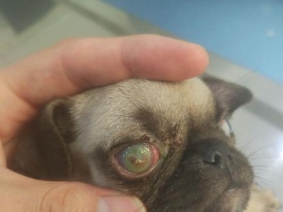狗眼睛红肿的原因及处理方法（探讨狗眼睛红肿的原因与应对策略）