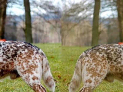 以佛兰德牧牛犬为宠物的饲养方法（了解你的佛兰德牧牛犬——让它成为你最好的朋友）