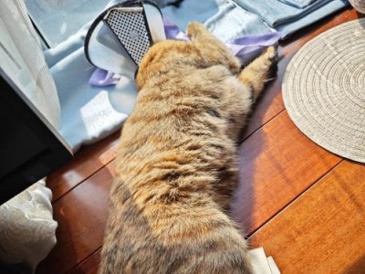 猫绝育后的护理（给您的爱猫提供正确的绝育后清洁保养）