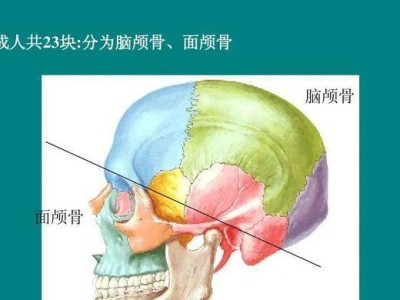 解析狗狗脑颅骨结构及功能（以解剖图为依据，详解狗狗颅骨的构造及脑部功能）