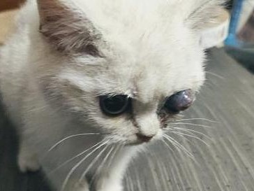 猫痉挛的原因及治疗方法（揭开猫痉挛的神秘面纱，探索有效的治疗方法）
