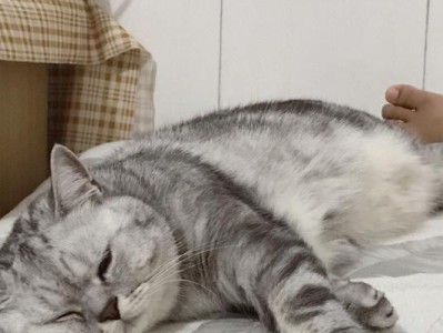 猫咪发高烧可能患上的疾病（一览猫咪高烧的潜在健康问题，）