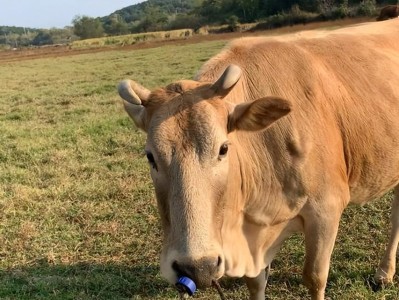 狗的犬牙为什么没有退化？（揭秘狗的进化历程和生存优势）