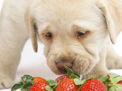 幼犬的健康饮食指南（了解适合幼犬食用的水果，让它们健康成长）