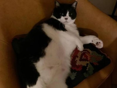 可爱胖猫咪的日常生活（体态丰满的小胖子，一天到晚都在干嘛？）