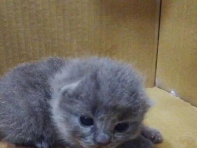 小猫睁眼的原因（揭秘小猫为何在刚出生时不睁眼）