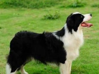 如何正确地为边境牧羊犬提供健康的饮食（从宠物的角度出发，详解边境牧羊犬的饮食习惯及饲养技巧）