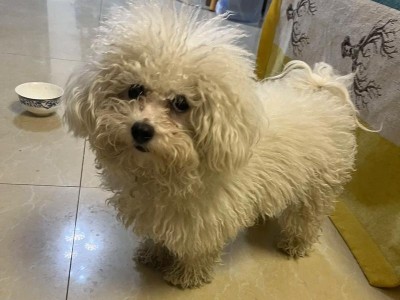 拖把狗的品种及特点解析（探索拖把狗）