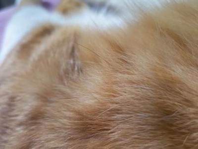 猫为什么会掉毛如此严重？（探究猫咪掉毛的原因和解决方法）