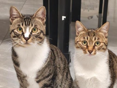 如何赢得猫的喜爱（让猫主动靠近你的秘诀）