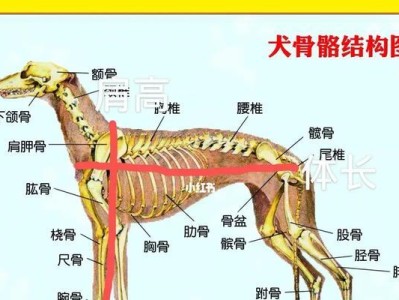 常见5大狗狗的标准体重和肩高（如何处理达不到标准重量的狗狗）