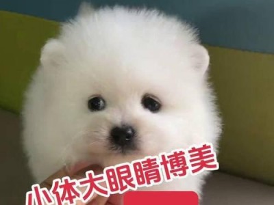 俊介犬的价格和特点（探究俊介犬和博美的区别，了解其价格和特点）