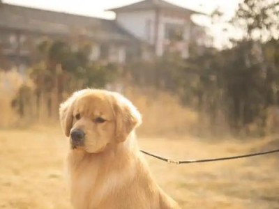 金毛幼犬感冒恢复期时长及注意事项（金毛幼犬感冒康复需要多久？如何照顾好病犬？）