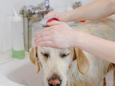 小狗洗澡的正确操作（宠物的健康需你保障）