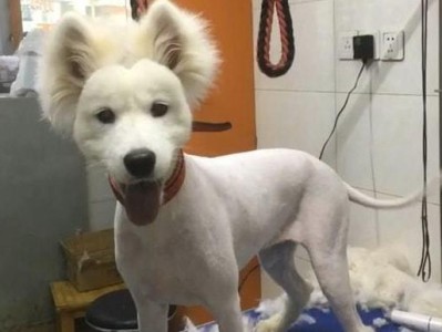 狗狗剪毛的最佳去处（为你的爱犬寻找合适的美容店）