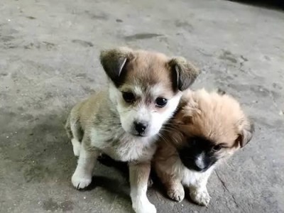 如何以赛罕犬赚钱（一只赛罕犬的商机与成功秘诀）
