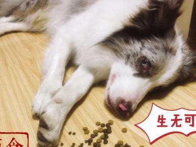 如何训练边境牧羊犬拒食？（让宠物健康快乐，训练边境牧羊犬不吃多余食物）