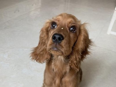 为什么没有人养可卡？（探究可卡被人们遗弃的原因与解决方法）