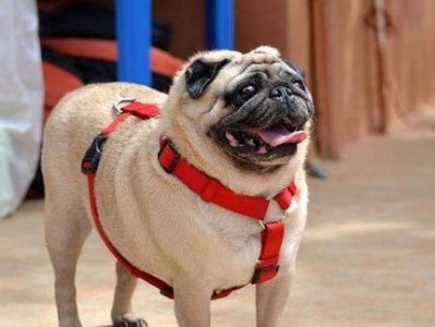 养巴哥犬的优点和缺点（了解巴哥犬的优势和不足，为你的宠物选择做准备）