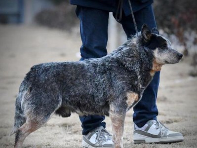 以佛兰德牧牛犬为宠物的饲养方法（打造健康快乐的佛兰德牧牛犬生活）