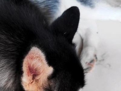 猫泪痕（揭示猫咪泪痕的成因及应对方法）