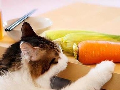 探究为什么有的猫吃素菜（揭秘猫咪的膳食偏好以及素食对其健康的影响）
