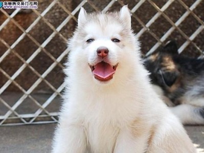 探索以cku认证犬种（探索cku认证犬种的多样性，为你的宠物选择提供参考）