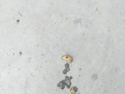 狗狗驱虫后的焦躁情绪分析（探究狗狗驱虫后焦躁的原因及如何缓解）