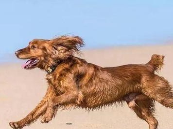 可卡犬——可爱的小精灵（一只可卡犬的特点、习性和魅力）