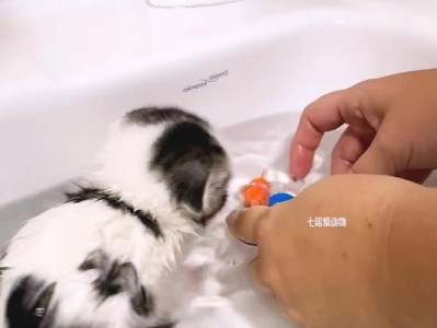 揭秘猫咪热爱洗澡的原因（猫咪的洁净追求与舒适感）