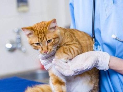猫咪绝育（了解猫咪绝育的重要性，保护它们的身体与心理健康）