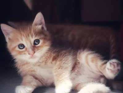 选择适合家庭的便宜又好饲养的猫咪（如何在有限预算下找到适合你的理想宠物）