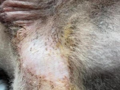 狗狗疝气（了解狗狗疝气的常见原因和有效治疗方法，保护你的宠物健康）