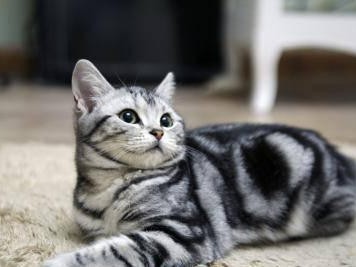 小野猫的品种多样性（了解小野猫的不同品种及其特点）