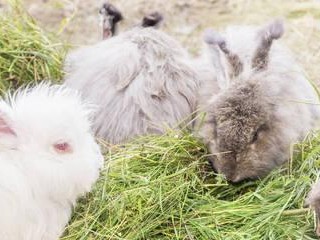 如何正确饲养英国银兔（以宠物为主，关注细节，让银兔健康成长）