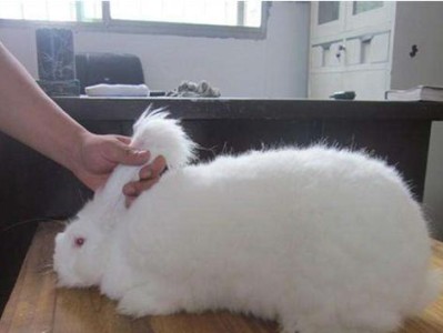 长毛兔的饲养方法（打造温馨宠物家庭，从长毛兔开始）