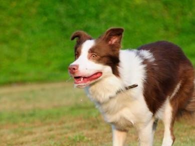 训练边境牧羊犬大小便技巧（打造优秀宠物犬）