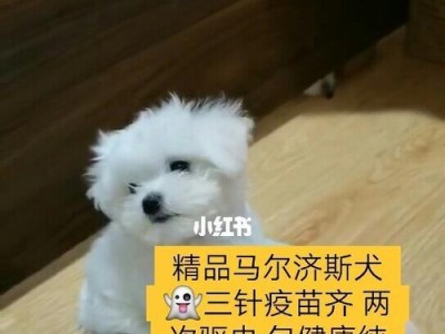 如何给马尔济斯犬驱虫？（宠物健康必备，一起了解马尔济斯犬的驱虫方法吧！）