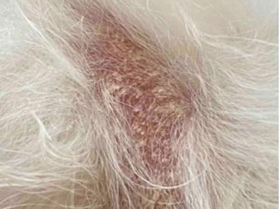 揭秘狗狗身上的常见病——狗病全解析（了解狗病，守护爱宠健康）