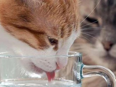 小猫咪不喝水怎么办？（如何帮助宠物猫咪养成喝水习惯）