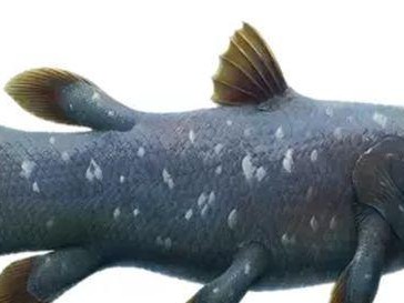 如何科学地饲养澳洲肺鱼？（从营养、水质到环境，打造宠物肺鱼的天堂）