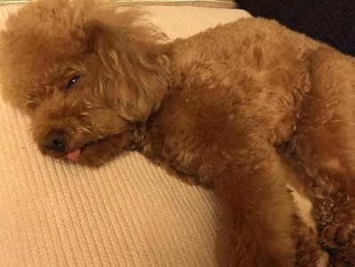 如何帮助泰迪入睡（解决泰迪宝宝失眠问题的关键方法）