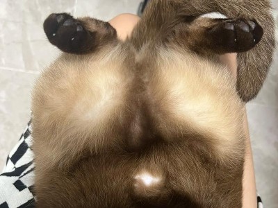 为什么不能随意摸母猫的肚子？（揭开母猫肚子背后的秘密）