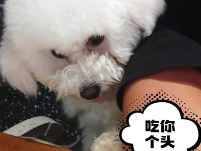 比熊犬的健康饮食指南（了解比熊犬适宜和不适宜食用的人食）